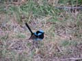 Superb Fairy Wren